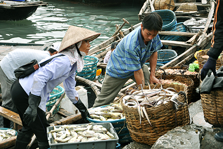 Kiên Giang thực hiện các giải pháp bảo vệ nguồn lợi thủy sản